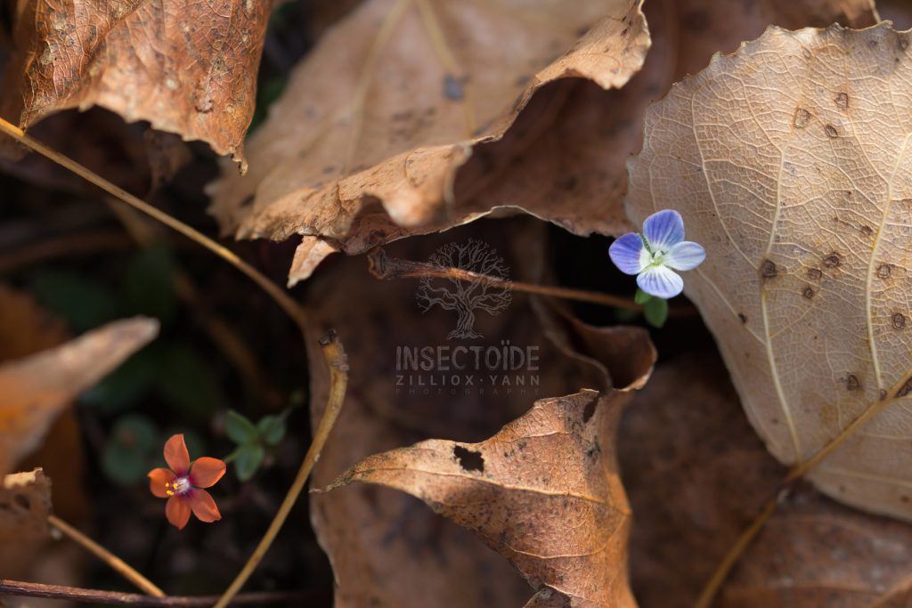 Légende d'automne