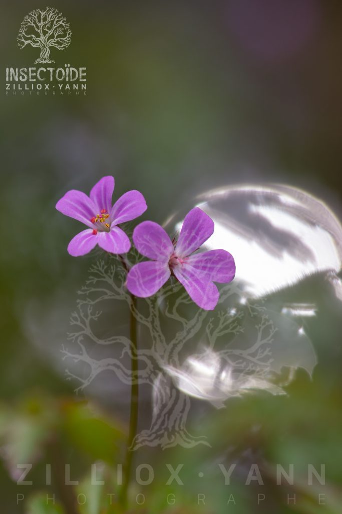 fleur de lune