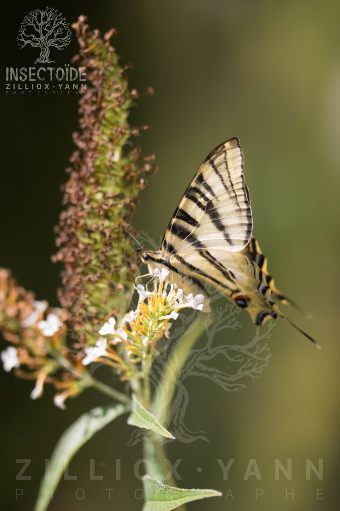 papillons