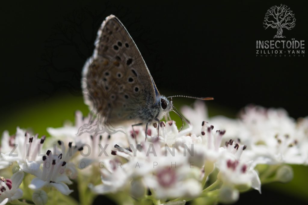 papillons montagne