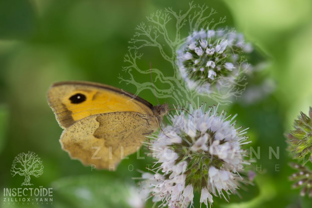 papillons jaune