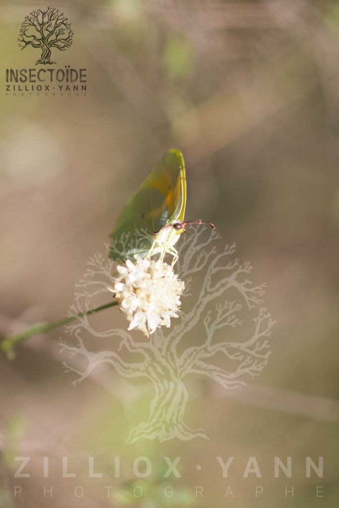 papillons de vert