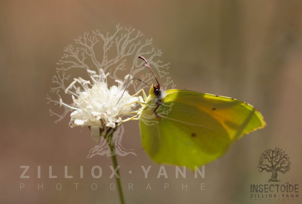 papillons