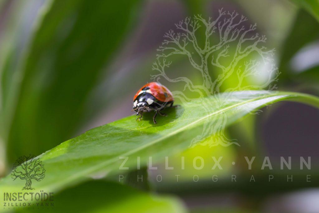 coccinelle