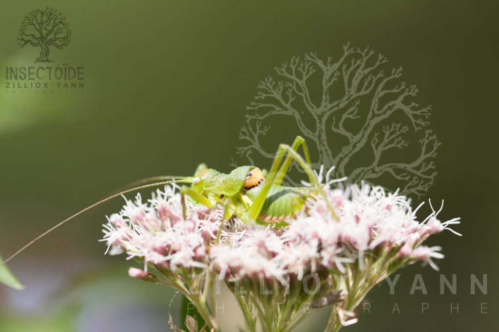 sauterelle multiflore