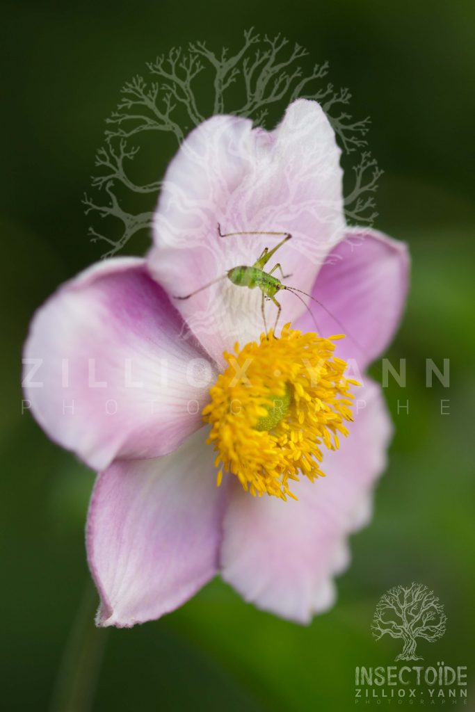 sauterelle sur fleurs