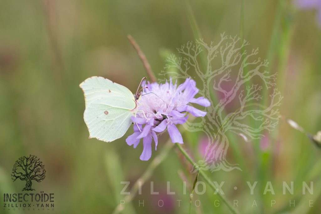 papillon la roche