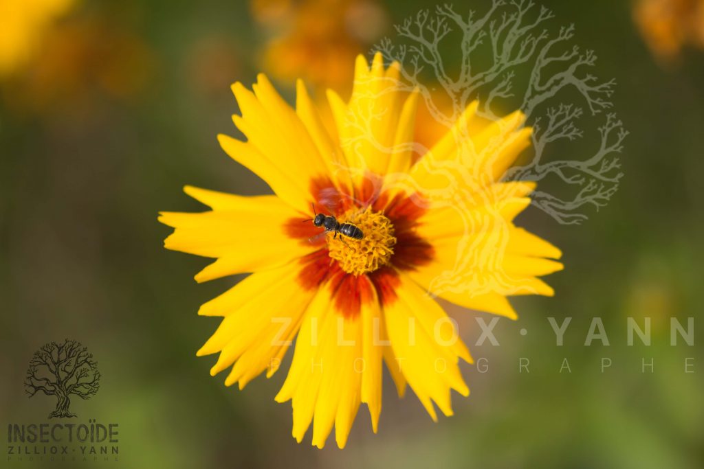 abeille en soleil