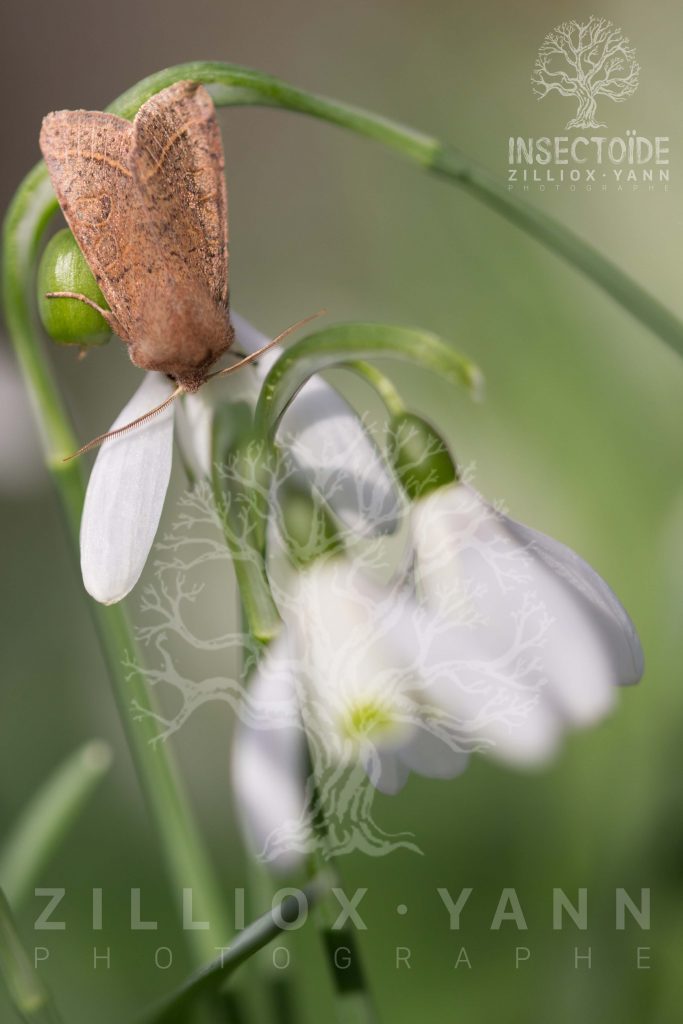 papillons de nuits