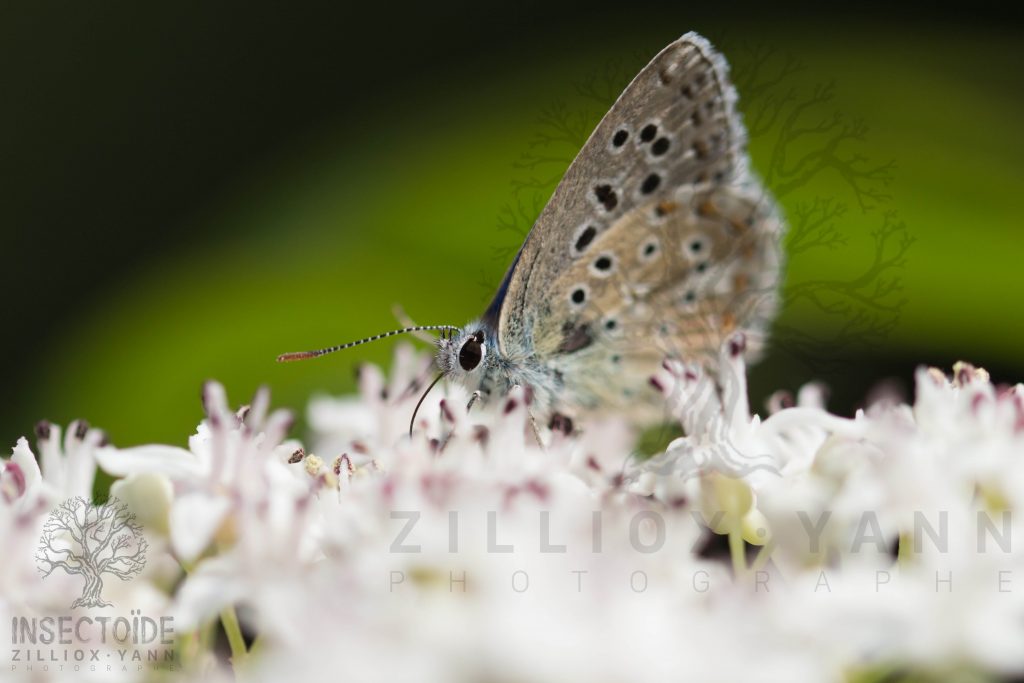 le blanc papillon