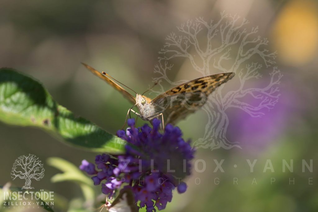 papillon au yeux jaune