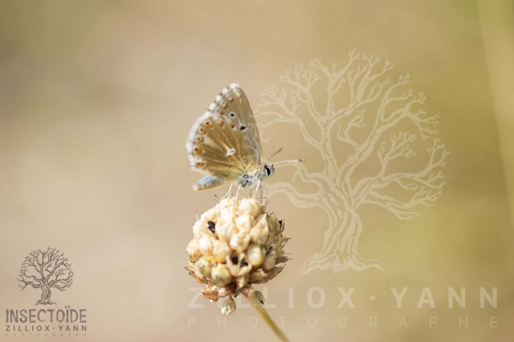 papillon couleur