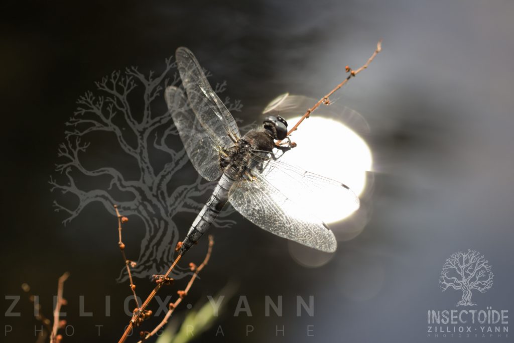 libellule nuit