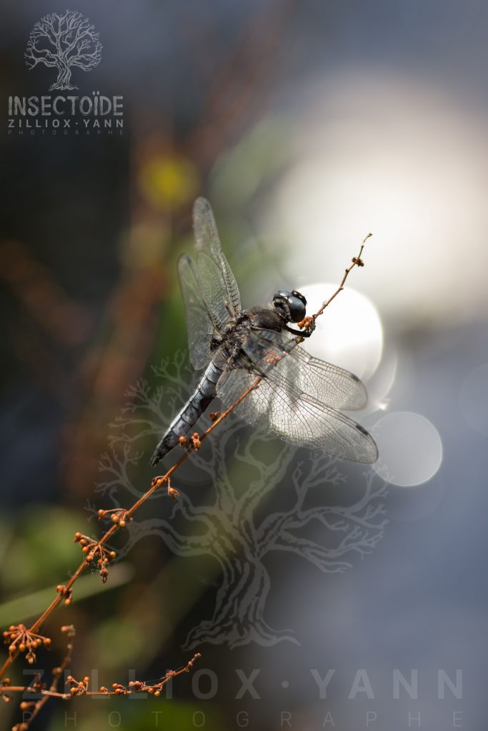 libellule