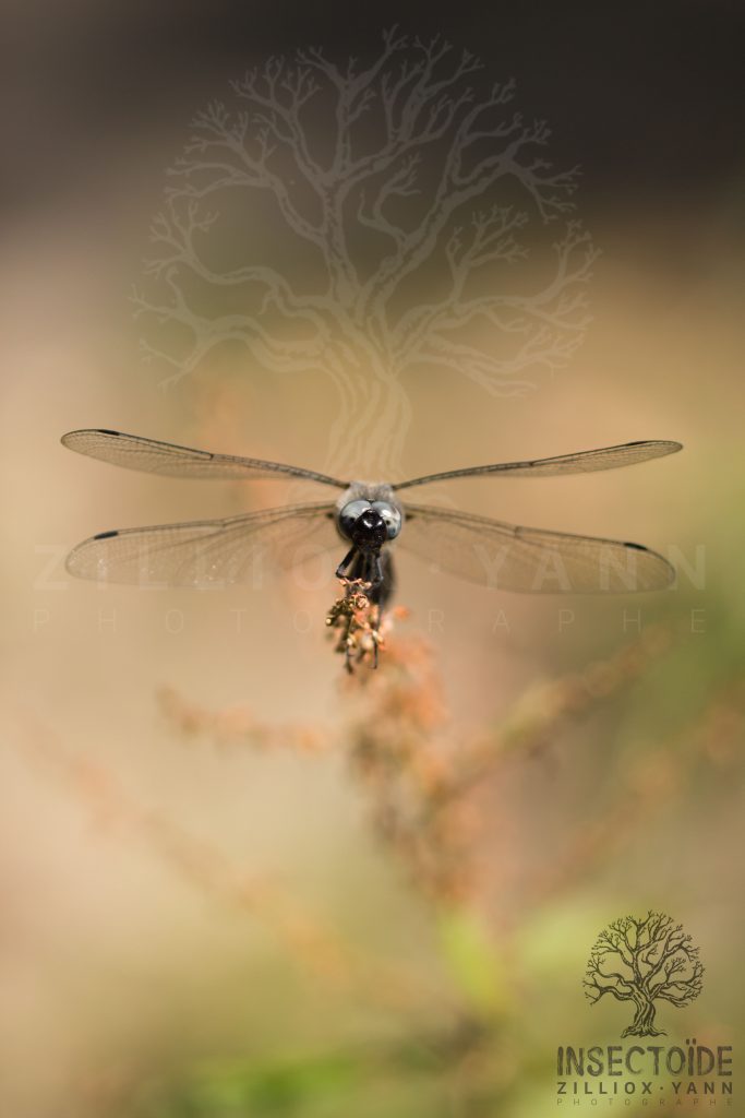 libellule pastel