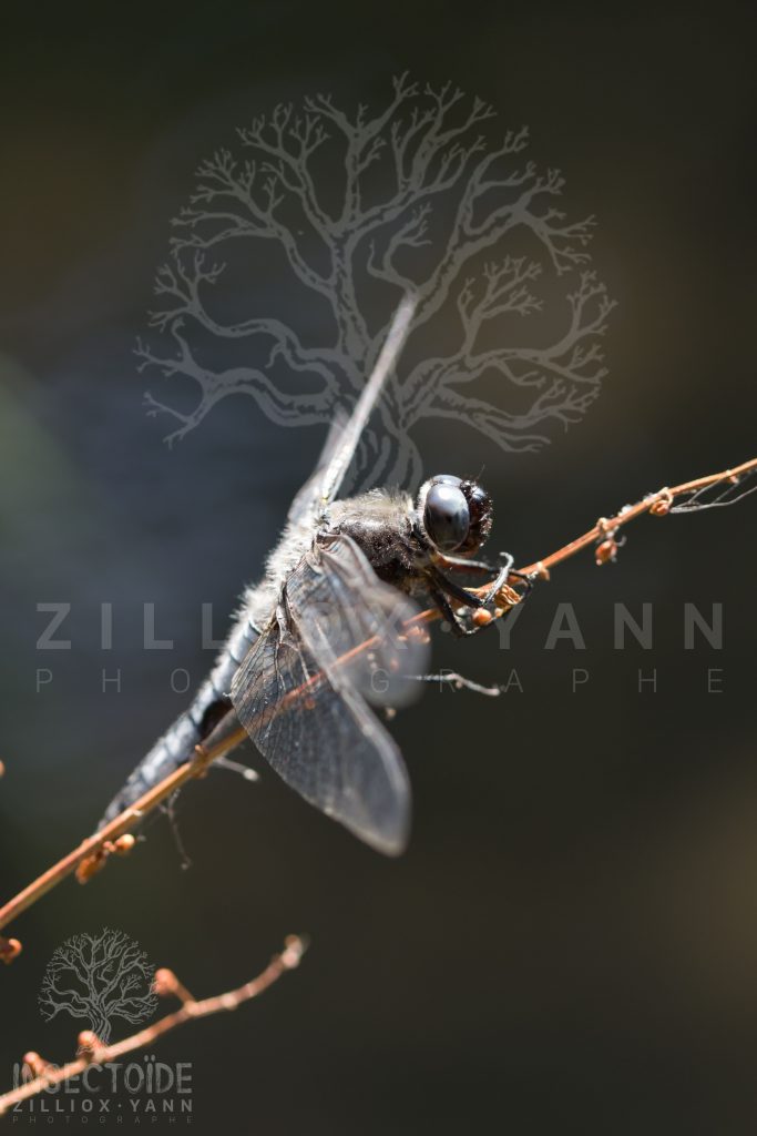 libellule