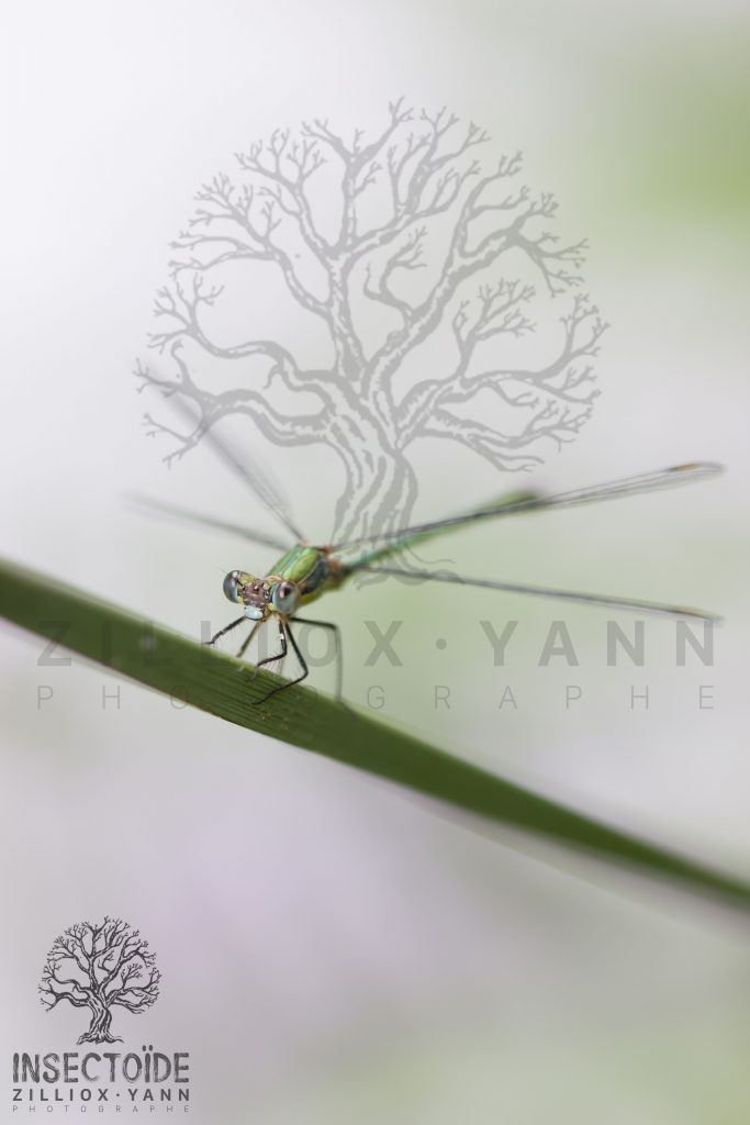 libellule
