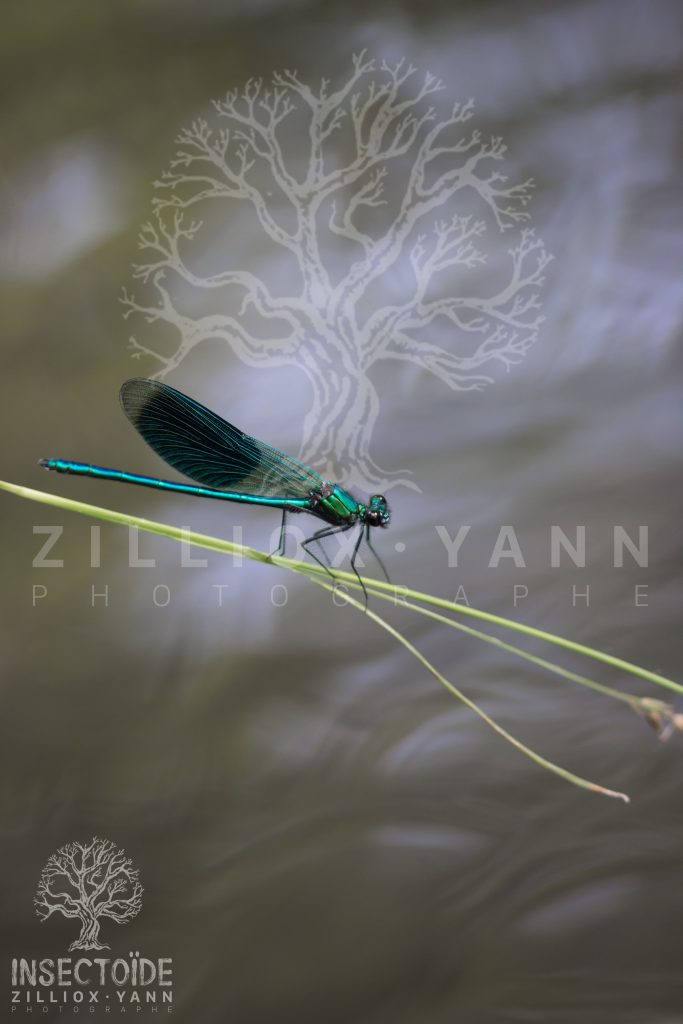 libellule sur l'eau