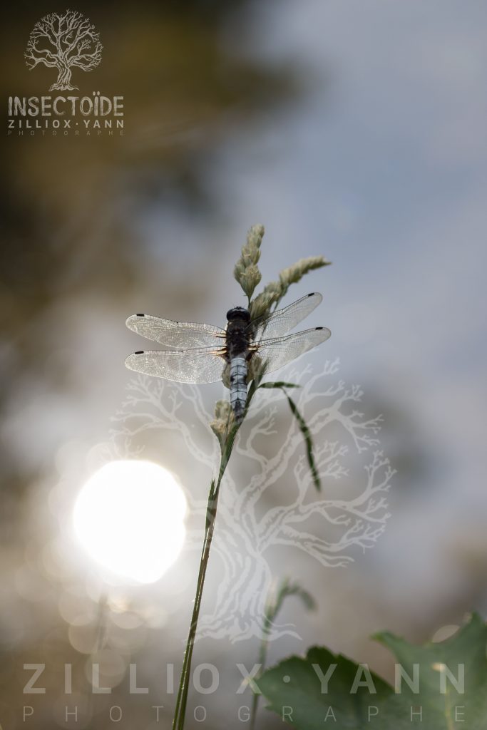 libellule soir