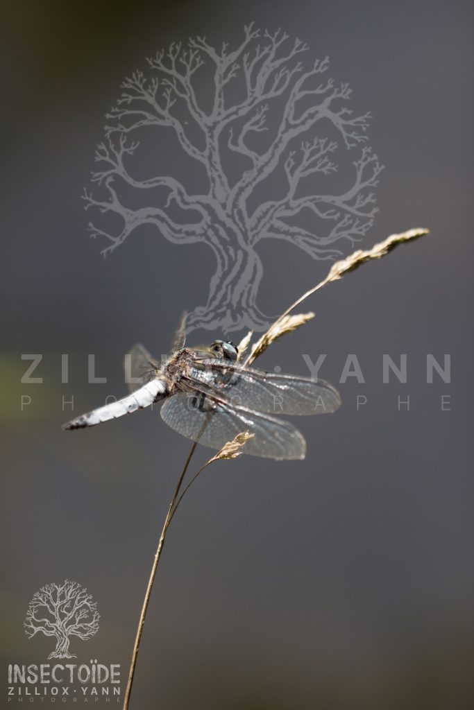 libellule