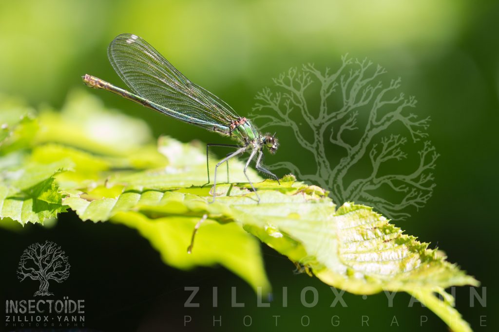 libellule