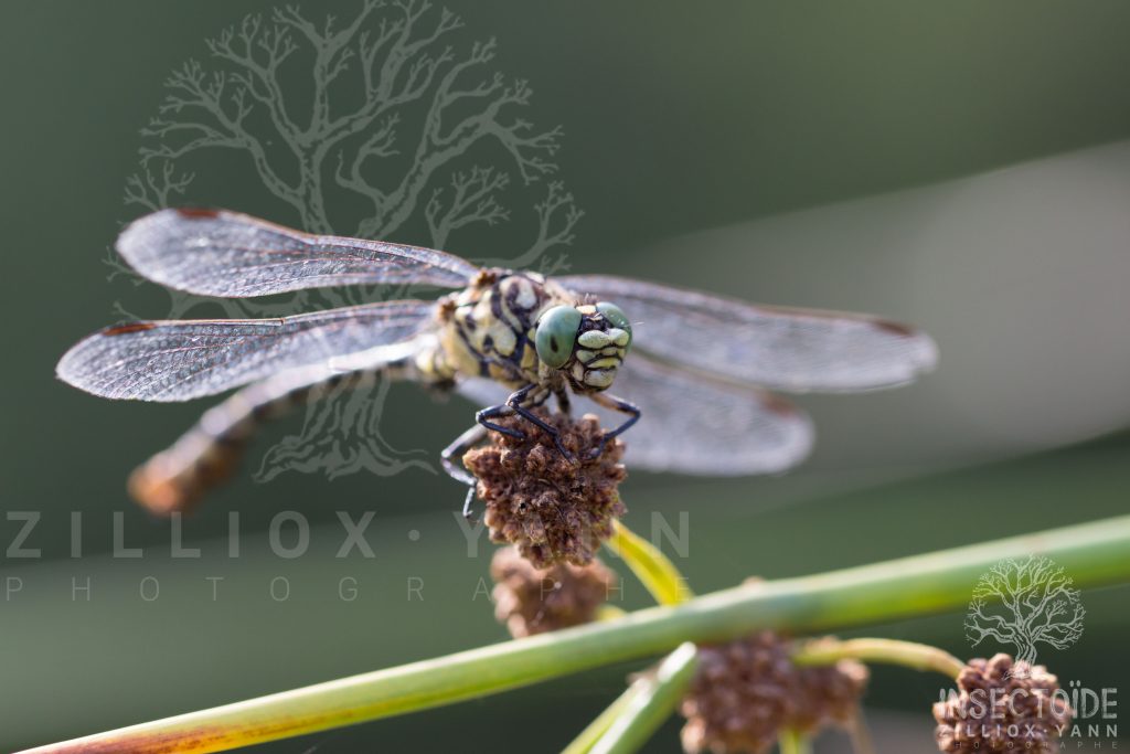 libellule